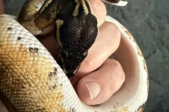 Węże w super odmianach Piebald, Dolnośląskie, Bogatynia