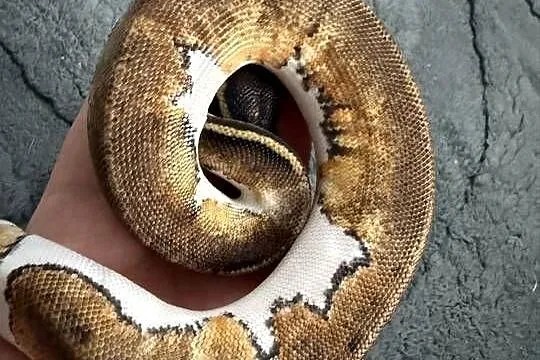 Węże w super odmianach Piebald, Dolnośląskie, Bogatynia