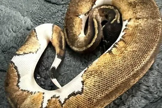Węże w super odmianach Piebald, Dolnośląskie, Bogatynia
