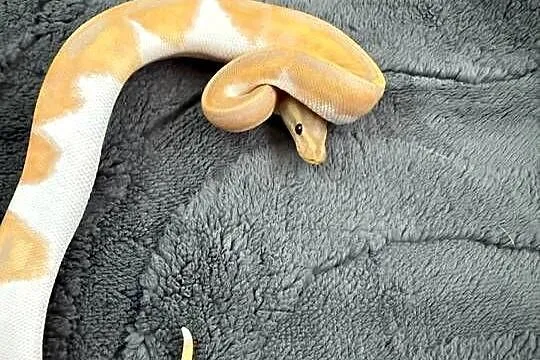 Węże w super odmianach Piebald, Dolnośląskie, Bogatynia