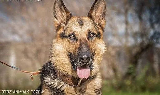 OTOZ Animals - Bentley - piękny owczarek wyrwany z