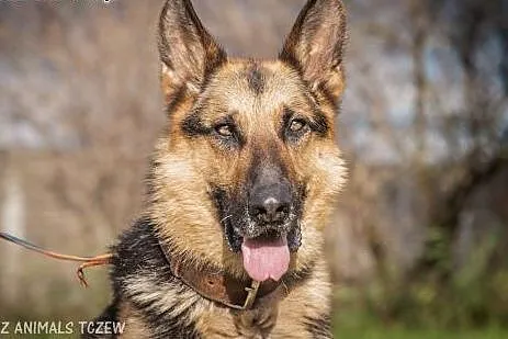 OTOZ Animals - Bentley - piękny owczarek wyrwany z
