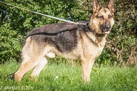 OTOZ Animals - Bentley - piękny owczarek wyrwany z