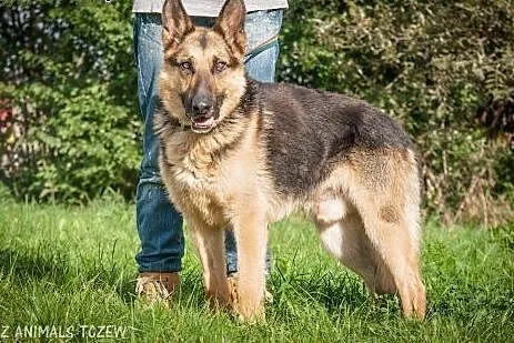 OTOZ Animals - Bentley - piękny owczarek wyrwany z