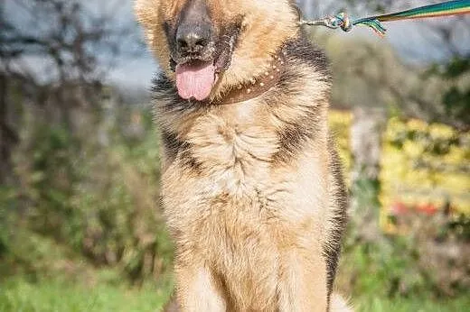 OTOZ Animals - Bentley - piękny owczarek wyrwany z
