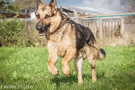 OTOZ Animals - Bentley - piękny owczarek wyrwany z