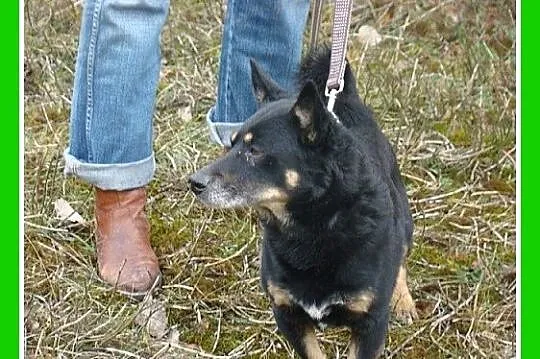 SERDUSZKO- mały piesek,przytulaśny, łagodny, przyj