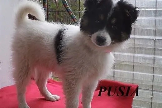 PUSIA - malutka kudłata kulka szuka domu,  małopol