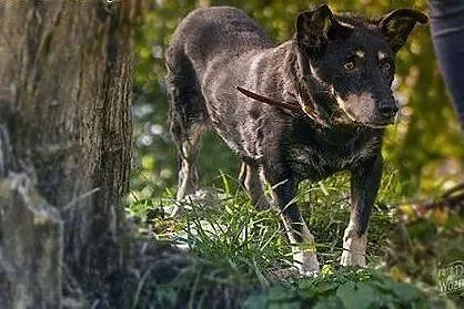 Mareczka od 9 lat jest w schronisku daj jej kochaj