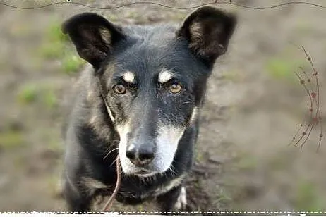Mareczka od 9 lat jest w schronisku daj jej kochaj