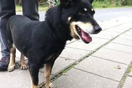 Mareczka od 9 lat jest w schronisku daj jej kochaj