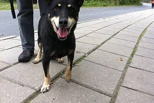 Mareczka od 9 lat jest w schronisku daj jej kochaj