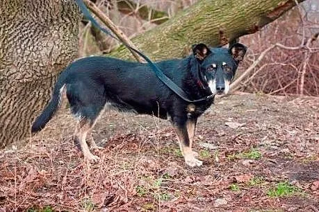 Mareczka od 9 lat jest w schronisku daj jej kochaj
