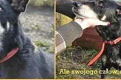 Mareczka od 9 lat jest w schronisku daj jej kochaj
