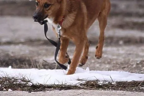 Axel do adopcji,  dolnośląskie Głuszyca