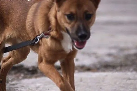 Axel do adopcji,  dolnośląskie Głuszyca