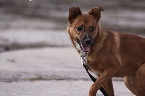 Axel do adopcji,  dolnośląskie Głuszyca