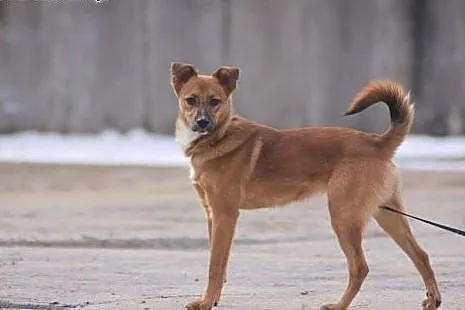 Axel do adopcji,  dolnośląskie Głuszyca