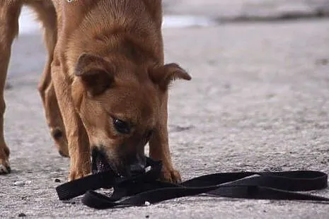 Axel do adopcji,  dolnośląskie Głuszyca