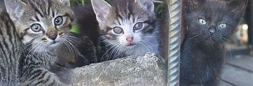 Ragnar, Rollo i Floki szukają domów!, dolnośląski
