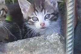 Ragnar, Rollo i Floki szukają domów!, dolnośląskie Jelenia Góra