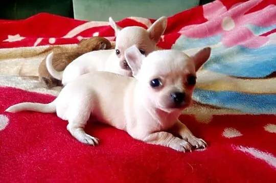 Chihuahua piesek biały i brązzowy, Opolskie, Jasienica Dolna