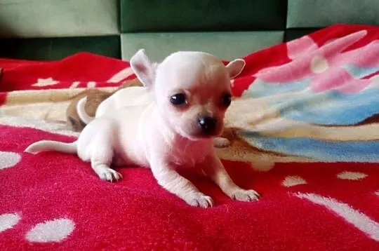 Chihuahua piesek biały i brązzowy, Opolskie, Jasienica Dolna