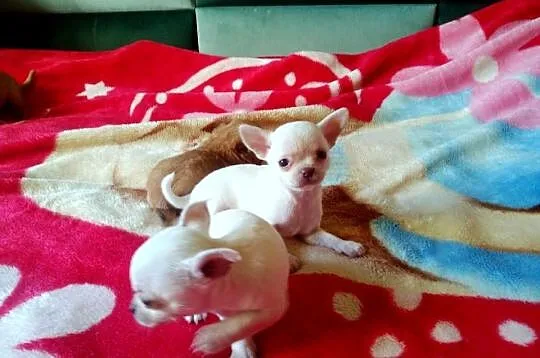 Chihuahua piesek biały i brązzowy, Opolskie, Jasienica Dolna