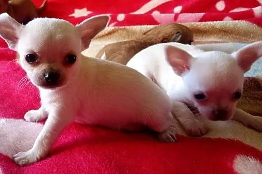 Chihuahua piesek biały i brązzowy, Opolskie, Jasienica Dolna