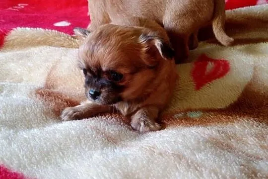 Chihuahua piesek biały i brązzowy, Opolskie, Jasienica Dolna
