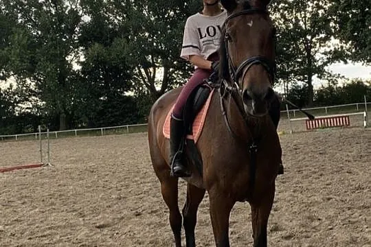 Sprzedam klacz KWPN, , Osiniec