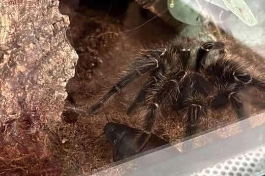 Ptasznik lasiodora parahybana dorosła samica