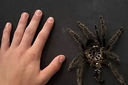 Ptasznik lasiodora parahybana dorosła samica, Pomorskie, Reda