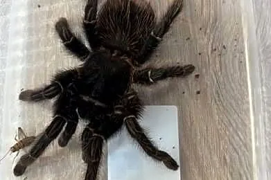 Ptasznik lasiodora parahybana dorosła samica, Pomorskie, Reda
