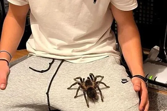 Ptasznik lasiodora parahybana dorosła samica, Pomorskie, Reda