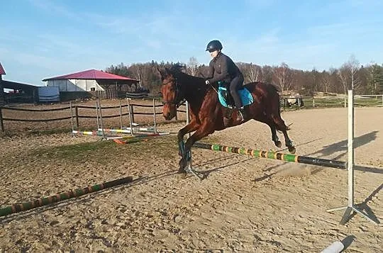 Współdzierżawa/treningi, , 
