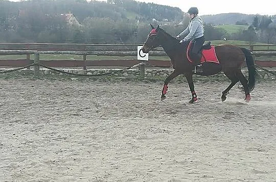 Współdzierżawa/treningi, , 