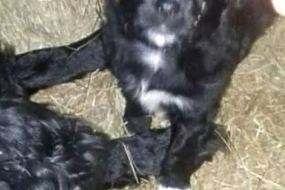 Male pieski szukaja domu, Małopolskie, Nowy Targ
