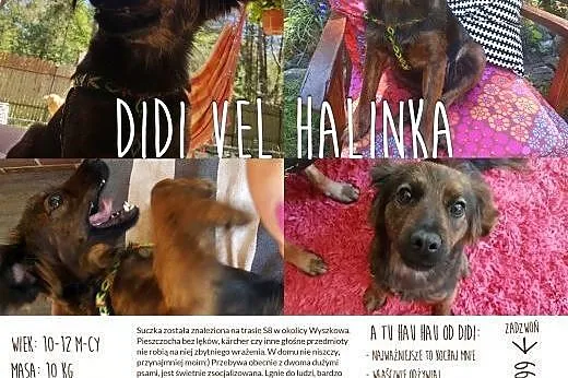 DiDi vel Halinka, mazowieckie Warszawa