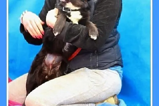 7kg mała,łagodna,nakolankowa,przytulaśna suczka PU
