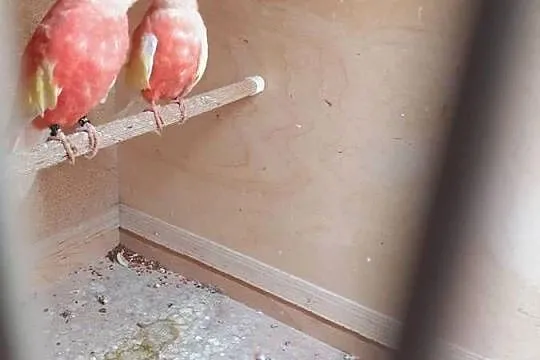 Łąkówki I lilianki, Wielkopolskie, Kalisz