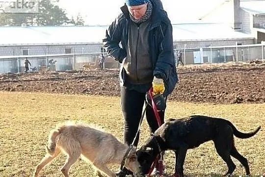 Delikatna sympatyczna sunia szuka domku gdzie będzie szczęśliwa, Wielkopolskie, Poznań