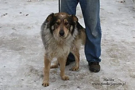 Malibu - super pies,  mazowieckie Nowy Dwór Mazowi