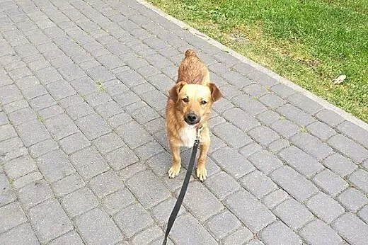Skrzat- młody, mały psiak - tylko do adopcji,  mazowieckie Warszawa
