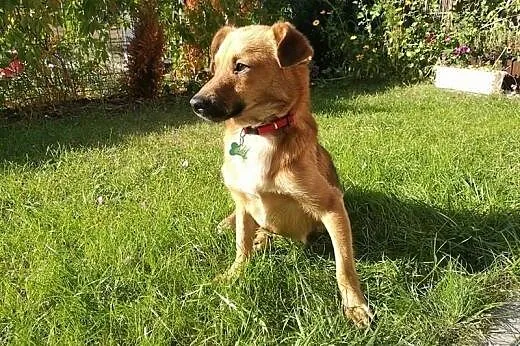 Skrzat- młody, mały psiak - tylko do adopcji,  maz