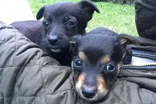Szczeniaczek Pacino jest bez domu! adoptuj go! pok