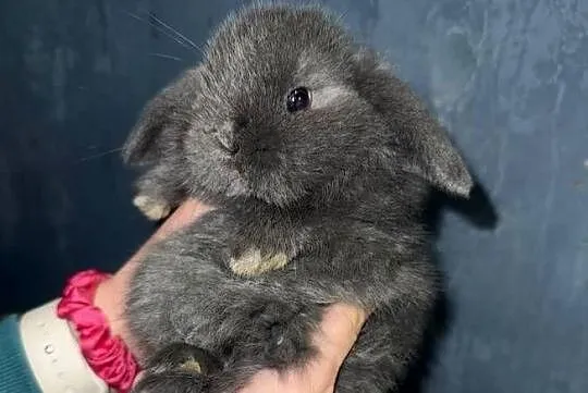 Mini Lop Królik Miniaturka Teddy Króliki, Podkarpackie, Godowa