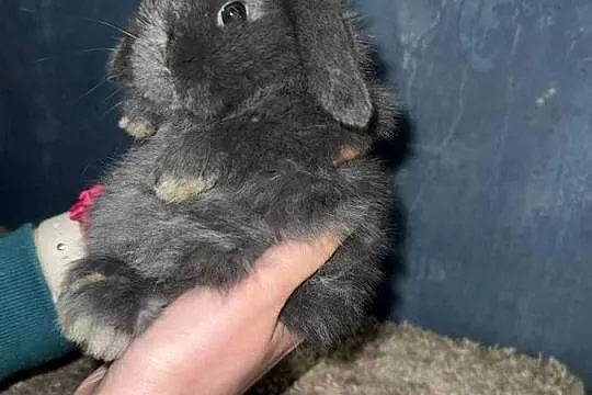 Mini Lop Królik Miniaturka Teddy Króliki, Podkarpackie, Godowa