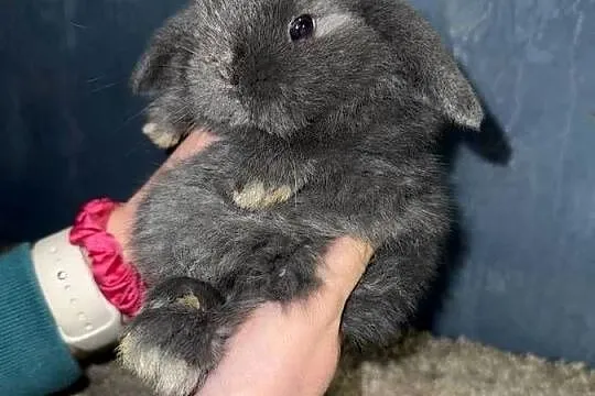 Mini Lop Królik Miniaturka Teddy Króliki, Podkarpackie, Godowa