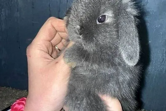 Mini Lop Królik Miniaturka Teddy Króliki, Podkarpackie, Godowa